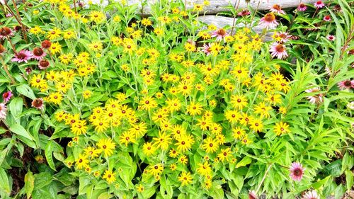 Full frame shot of yellow flowers on field