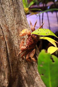 Close-up of insect on tree trunk