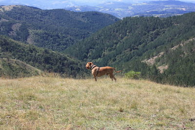 Horse on field by mountains against sky