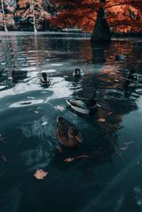 High angle view of ducks swimming in lake