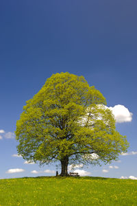 Tree on field against clear blue sky