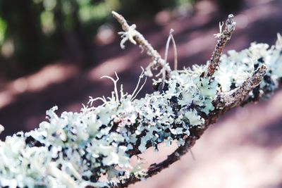 Close-up of frozen plant