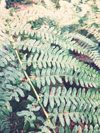Close-up of plants