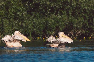 Birds swimming in lake