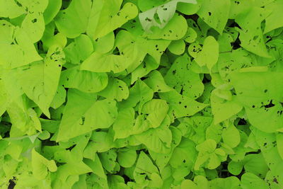 Full frame shot of leaves floating on water