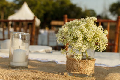 Close-up of potted plant on table