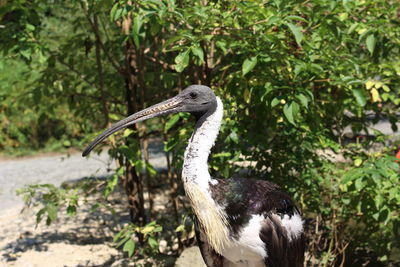 Close-up of gray heron