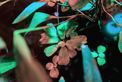 Close-up of plant