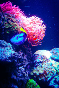 Close-up of fish swimming in aquarium