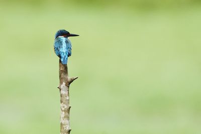 Close-up of kingfisher perching on twig