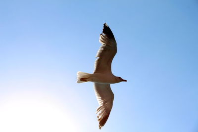 Low angle view of seagull flying in sky