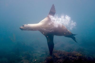 Fish swimming in sea