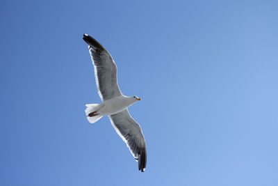 Low angle view of seagull flying against clear blue sky