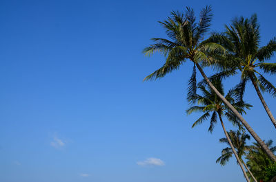 Low angle view of coconut palm tree against blue sky