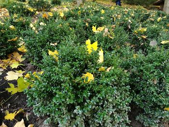 Close-up of yellow flowers blooming outdoors