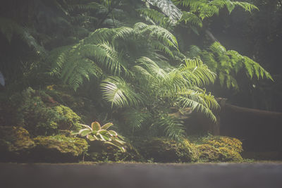 Close-up of fern amidst trees in forest