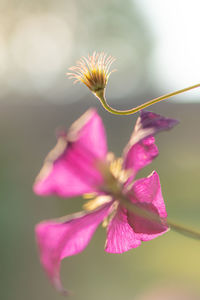 Close-up of pink flowering plant