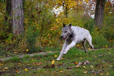 Irish wolfhound running in forest