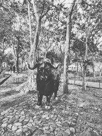 Horse on landscape