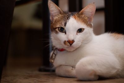 Close-up portrait of a cat