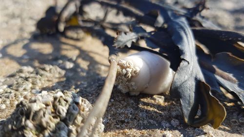 High angle view of shells on beach