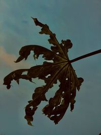 Close-up of dry leaves against sky