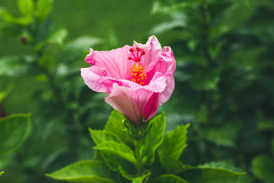 Close-up of pink hibiscus blooming outdoors