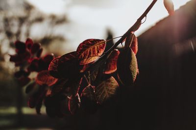 Close-up of dry flower