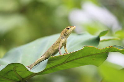 Close-up of a lizard on leaf