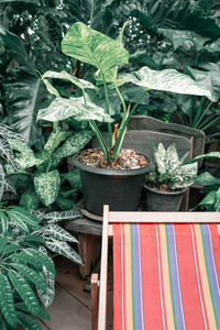 Close-up of potted plants on table