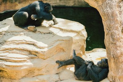 Close-up of chimpanzees sitting on rock at zoo