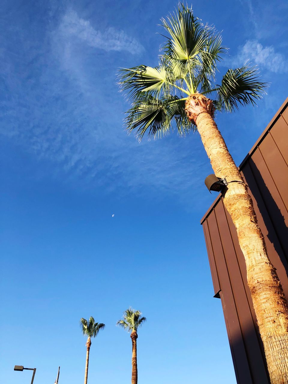 palm tree, sky, tropical climate, low angle view, plant, tree, tree trunk, trunk, growth, nature, day, no people, cloud - sky, tall - high, blue, outdoors, coconut palm tree, tropical tree, built structure, building exterior, palm leaf