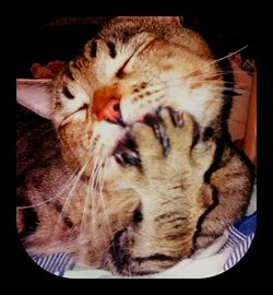 Close-up of a cat sleeping