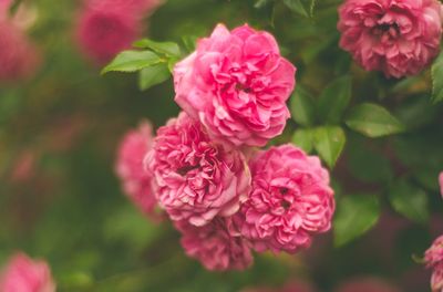 Close-up of pink flowers blooming outdoors