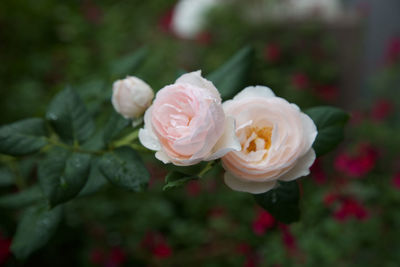 Close-up of rose blooming outdoors