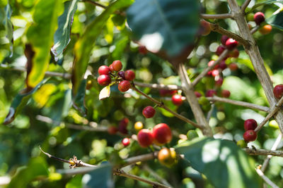 Close-up of berries on tree
