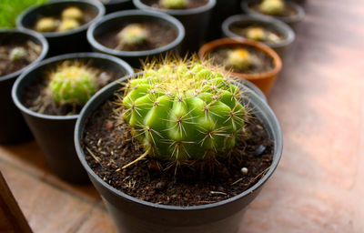 High angle view of potted plant