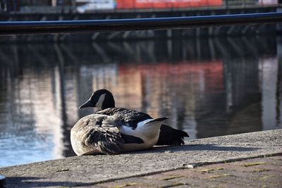 Bird on lake