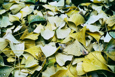 Full frame shot of wet leaves