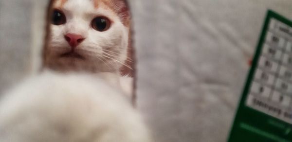 Close-up portrait of a cat