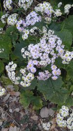 Close-up of plants