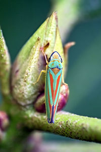 Close-up of insect on flower