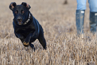 Portrait of black labrador retriever running through a field 