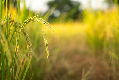 Close-up of stalks in field