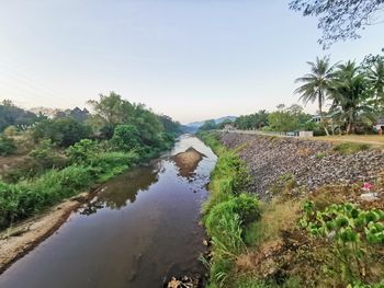 Scenic view of palm trees on landscape against sky