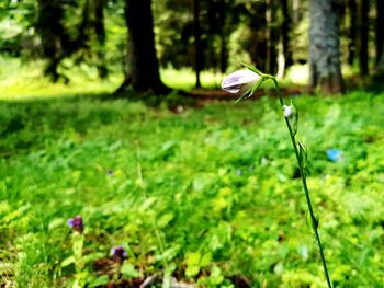 Close-up of white flower on field