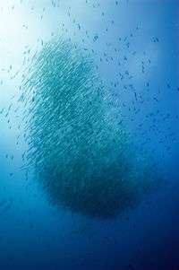 large group of animals