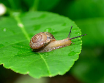 Close-up of snail on leaf