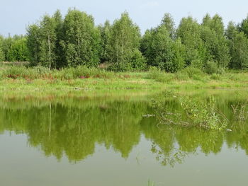 Scenic view of lake in forest