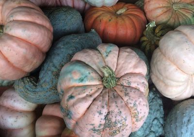 High angle view of pumpkins for sale at market stall